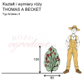 wymiary róży angielskiej THOMAS A BECKET