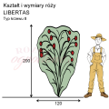 wymiary róży pnącej LIBERTAS.png