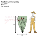 wymiary róży wielkokwiatowej ASCOT.png
