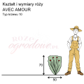 wymiary róży wielkokwiatowej AVEC AMOUR