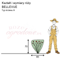 wymiary róży wielkokwiatowej BELLEVUE