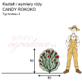 wymiary róży wielkokwiatowej CANDY ROKOKO.png