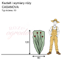 wymiary róży wielkokwiatowej CASANOVA.png