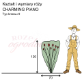 wymiary róży wielkokwiatowej CHARMING PIANO.png
