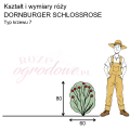 wymiary róży wielkokwiatowej DORNBURGER SCHLOSSROSE