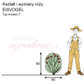 wymiary róży wielkokwiatowej EISVOGEL.png