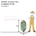 wymiary róży wielkokwiatowej FLAMING STAR.png