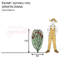 wymiary róży wielkokwiatowej GRAFIN DIANA.png