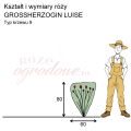 wymiary róży wielkokwiatowej GROSSHERZOGIN LUISE
