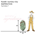 wymiary róży wielkokwiatowej INSPIRATION