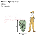 wymiary róży wielkokwiatowej IRINA.png