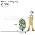 wymiary róży wielkokwiatowej LA PERLA.png