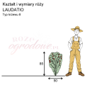 wymiary róży wielkokwiatowej LAUDATIO.png