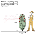 wymiary róży wielkokwiatowej MADAME ANISETTE