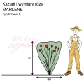 wymiary róży wielkokwiatowej MARLENE