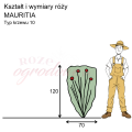 wymiary róży wielkokwiatowej MAURITIA