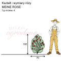 wymiary róży wielkokwiatowej MEINE ROSE