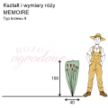 wymiary róży wielkokwiatowej MEMOIRE.png