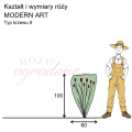 wymiary róży wielkokwiatowej MODERN ART.png