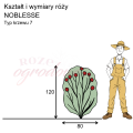 wymiary róży wielkokwiatowej NOBLESSE