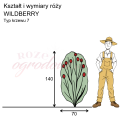 wymiary_WILDBERRY.png
