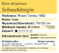 cechy róży okrywowej Schneekonigin