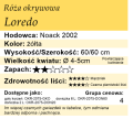 cechy róży okrywowej Loredo.png
