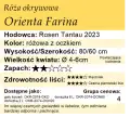 cechy róży okrywowej Orienta Farina