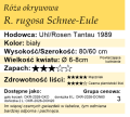 cechy róży okrywowej R. Rugosa Schnee-Eule