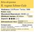 cechy róży okrywowej R. Rugosa Schnee-Eule