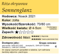 cechy róży okrywowej Sonnenglanz