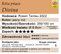 cechy róży pnącej Divina.png