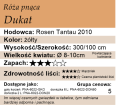 cechy róży pnącej Dukat