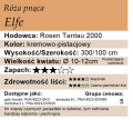 cechy róży pnącej Elfe