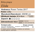 cechy róży pnącej Elida
