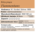 Cechy róży pnącej Flammentanz