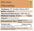 Cechy róży pnącej Florentina