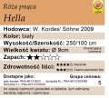 cechy róży pnącej Hella