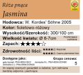 cechy róży pnącej Jasmina