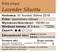 cechy róży pnącej LAVENDER SILUETTA