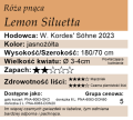 cechy róży pnącej Lemon Siluetta