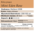 cechy róży pnącej Mini Eden Rose