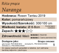 cechy róży pnącej Naranga