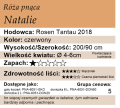 cechy róży pnącej Natalie