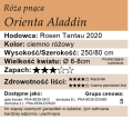 cechy róży pnącej Orienta Aladdin