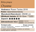 cechy róży pnącej Ozeana