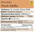 cechy róży pnącej Peach Melba.png