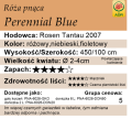 cechy róży pnącej Perennial Blue