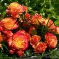 rose_orange_beetrose_gartenspass_kordes_ kwiaty odporne, pełne, trwałe powtarza kwitnienie długo kwitnie , producent róż wysyłka