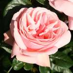 Róża pienna APHRODITE 90 cm - doniczka 7 l.